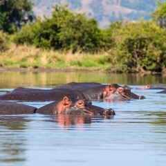Fototapeta premium Hippos resting in a river