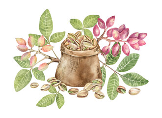 Watercolor botanical illustration of pistachio nuts in a sack and pistachio plant with leaves. Detailed and rich hand-painted still-life; for greeting cards, packaging, stickers, articles, and more