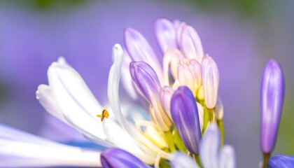 Fototapeta premium A close-up view of delicate purple and white flower blossoms, showcasing vibrant hues and soft focus.