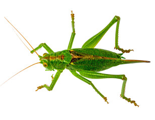 Fototapeta premium Green Grasshopper Jumping with Extended Legs, Isolated on White PNG