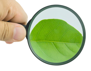 Hand Holding Magnifying Glass over Green Leaf, Side Angle, Isolated Transparent Background PNG