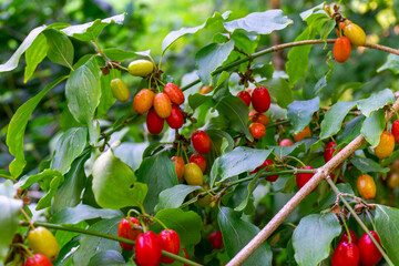 Cornelian cherry tree with red and yellow fruits on branches, green leaves in background, edible fruit plant in garden.