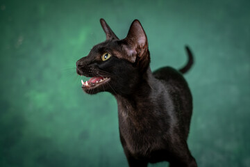 A beautiful black cat of the Oriental breed. A large portrait, the teeth and tongue of the animal are clearly visible