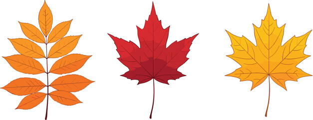 Autumn Leaves Clipart Set – Colorful Fall Foliage Illustrations with Red, Orange, and Yellow Maple and Compound Leaves