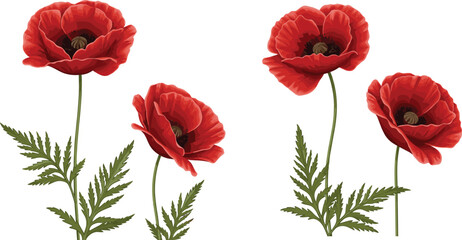 Fototapeta premium Red Poppy Flowers Clipart Set – Detailed Botanical Illustrations with Green Leaves for Floral Designs and Nature Projects