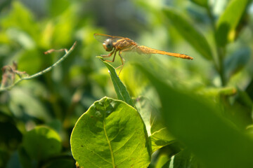 Libellula su su una foglia 