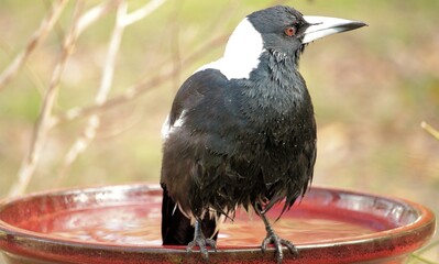 Australian Magpie (Cracticus tibicen) bathing, South Australia