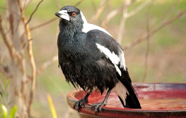 Australian Magpie (Cracticus tibicen) bathing, South Australia