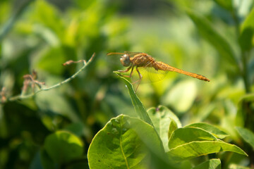 Libellula su su una foglia 