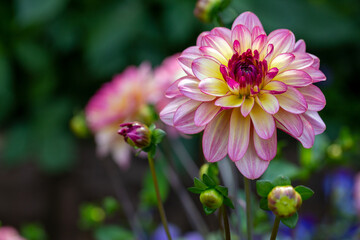 Delicate pink dahlia on a background of summer greenery. Perennial plants, gardening.
