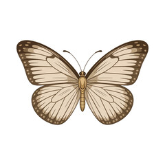 Vector illustration of a detailed butterfly on white