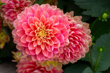 Fototapeta premium Gorgeous pink dahlias. Gardening, perennial flowers. Floral background.