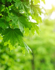 Fototapeta premium Fresh green leaves in sunlight