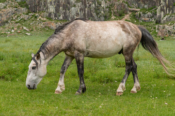 A grey horse grazes in a mountain meadow