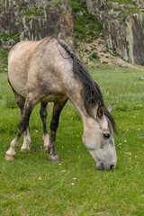 A grey horse grazes in a mountain meadow