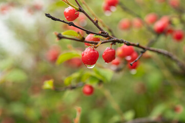 Wild red berries on a branch after rain