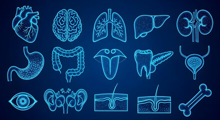 Comprehensive digital collection of human internal organs and anatomical structures, rendered in futuristic wireframe outlines for medical, scientific, and educational visualization purposes