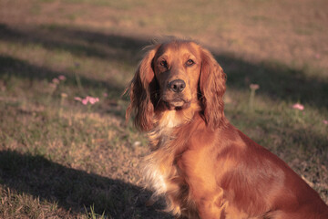 cocker spaniel