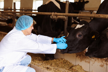Veterinarian with cute cows inside cowshed in dairy farm