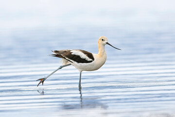  American avocet stretches its leg.