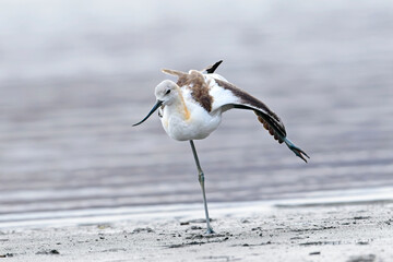  Juvenile avocet stretching out.