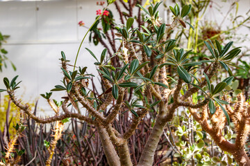 Close-up of thorny branches and green leaves of a Pachypodium horombense, greenhouse in botanical...