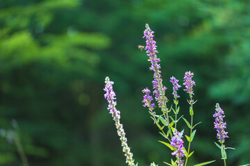 Flooded quarry with wetland. Flora and fauna. Beautiful flowers in the meadow