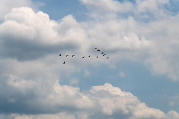 flock of cormorants flying in the cloudy sky