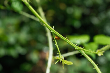 A bug is crawling on a leafy green stem