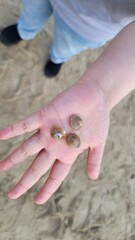 Close-up of human hand holding three patterned seashells on sandy beach, natural marine texture and...