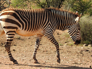 Cape Mountain Zebra Walking