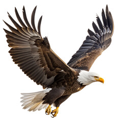 Obraz premium A Bald Eagle Flying with Wings Spread