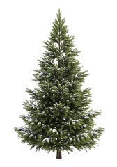 Fototapeta premium Snow-dusted evergreen tree with lush green foliage, png