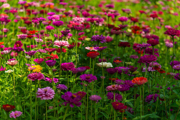 field of various zinnia flowers 