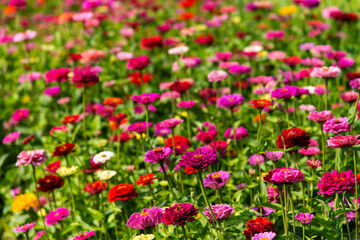 field of various zinnia flowers 
