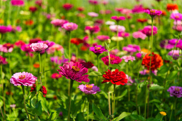 field of various zinnia flowers 