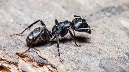 ant on the ground