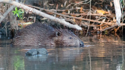 otter in the water