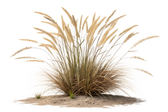 A Bush of Dry Wild Grass with Seed Heads