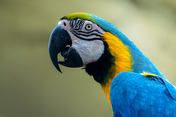 Obraz premium Blue-and-Yellow Macaw Close-Up Showing Vibrant Feathers and Strong Beak. color birds 