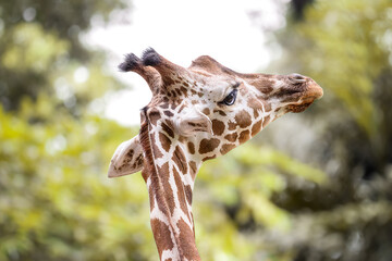 Queen of the Savannah: A Curious Giraffe
