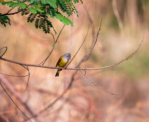 Grey-headed canary-flycatcher perched on a branch in the forest. Close up, selective focus