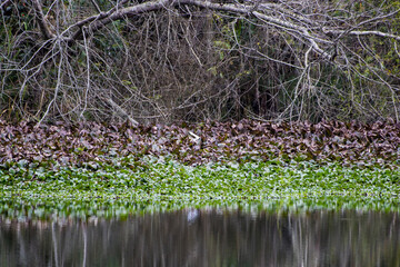 strip of green and purple aquatic plants on the edge of a lake between a forest of dry-twig trees framed by an arched trunk and the reflections of this vegetation in the still waters
