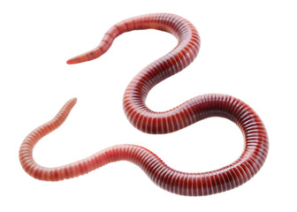 Fototapeta premium Segmented pink annelid creature isolated on a transparent background earthworm invertebrate