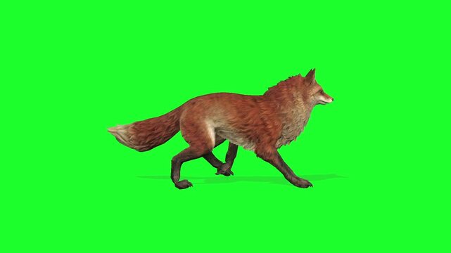 Fox Walking Idle