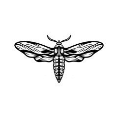 moth insect line art illustration. moth silhouette line art vector illustration with a white background