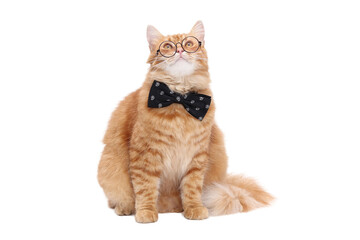 Funny ginger cat wearing glasses and red bow tie isolated on transparent PNG background, stylish pet portrait, smart looking kitten, education and knowledge concept.