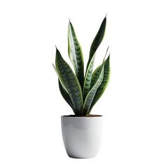 A healthy sansevieria trifasciata, commonly known as snake plant or motherinlaws tongue, a popular houseplant with tall, pointed green leaves, isolated on transparent background