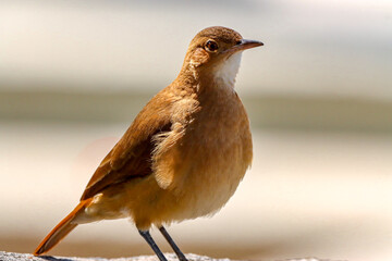 Rio de Janeiro, RJ, Brazil, 08/22/2025 - João-de-barro, rufous hornero, red ovenbird perched on a rock at Quinta da Boa Vista, in the São Cristóvão neighborhood
