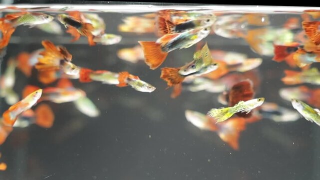 A vibrant group of guppy fish showcase their colorful fins while swimming playfully in a clear aquarium. The tank is illuminated, enhancing their bright colors.